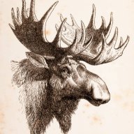 Elon Moose