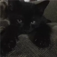 RicoEcho